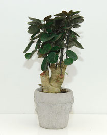Polyscias