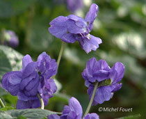 violette de Toulouse