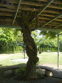 公園の一角の木