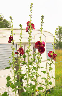 Roses trémières