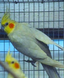 Dilute Nymphicus hollandicus (Nymphensittich)