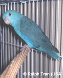 Blau   Forpus xanthopterygius (Blauflügelsperlingspapagei)