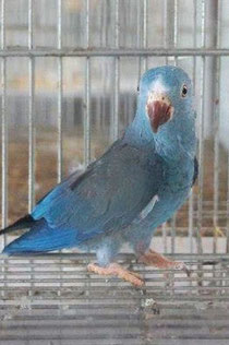 Blau   Brotogeris sanctithomae (Tuisittich)