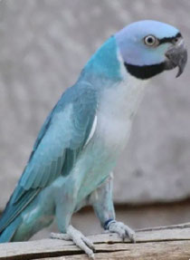 Blau   Psittacula alexandri (Rosenbrustbartsittich)