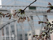 2014.03.27：東京都中央区・桜開花状況