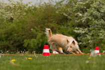 Foto mit freundlicher Genehmigung von www.cb-tierfoto.de