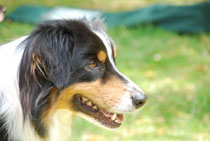 Yukon das Sensibelchen