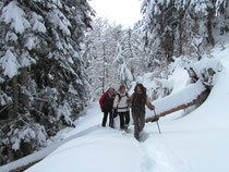 Raquettes à neige en forêt de l'Escalette