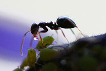 une fourmie entomophage