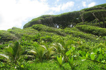 Forest Estate Properties for Sale