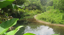 Forest Estate Properties for Sale
