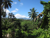 Forest Estate Properties for Sale