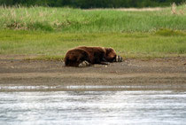 Alaska reisverslag, reisverslag alaska, Katmai, Hello Bay, Grizzly, beren, campertrip alaska