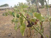 jatropha früchte