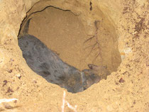 Zirbl im Dachsbau