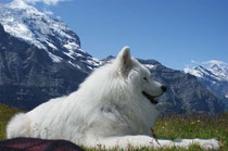 Merlin vor der Jungfrau
