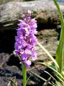 Orchidee Knabenkraut