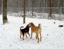 Cowboy and Annie playing