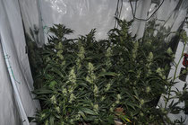 Sichergestellte Cannabispflanzen