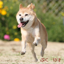 2009年撮影 飛行犬