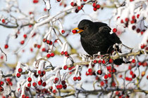 Amsel im Beerenstrauch  Foto: NABU/Mike Lane