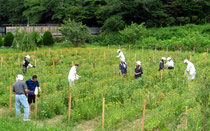 最上紅花の摘取体験に「暑いけど楽しい」の声