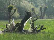 alte Korbweiden im Rehbachtal