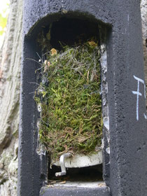 von Meisen genutzter Fledermauskasten