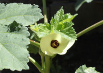 とても清楚なオクラの花