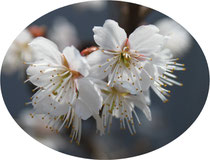 名前を知らない桜