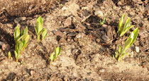 Asclepias syriaca (1.Mai)