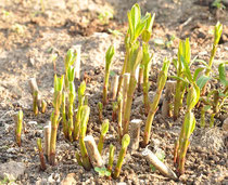 Asclepias incarnata (01.Mai)