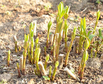 Asclepias incarnata (01.Mai)