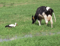 2011 ist das beste Storchenjahr seit 30 Jahren: 40 Jungvögel wurden flügge. Foto: D. Jansen