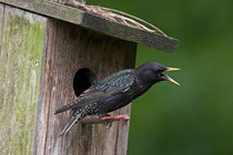 Der "Star" unter den Gartenvögeln imitiert die Gesänge vieler Vogelarten. Foto: F. Hecker