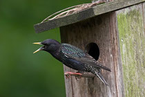 Jetzt den Bruterfolg des nächsten Jahres vorbereiten und künstliche Nisthöhlen reinigen. Foto: NABU/F. Hecker