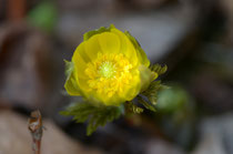 開花した福寿草