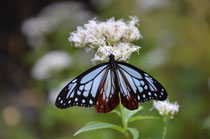 白花フジバカマの蜜を吸う