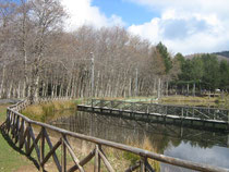 Una veduta del laghetto di Gambarie