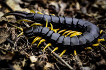 Scolopender, wunderbare Tiere