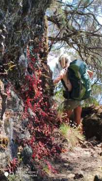 L'Ile de La Réunion: Une randonneuse dans  une forêt à flanc de falaise dans le massif du Dimitile/Lady hiking along a steep cliff