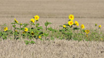 letzte Sommergrüße