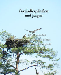 Fischadlerpärchen - Alle Rechte bei Northern Lights Flutes - Jürgen Hochfeld