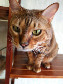 猫cafe キャッチー~和歌山にある猫カフェ | 子猫のへや