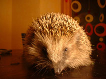 Ein Igel beim Nacht-Spaziergang. © NABU Bremen