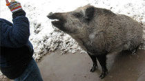Ein echter Star - Schwein gehabt!