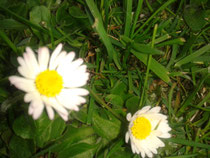 Gänseblümchen