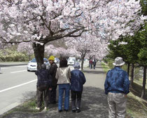 桜の木の下で