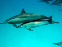 dolphins in the wild