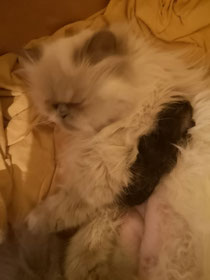 Leopoldine hat am 15. März 2020 eine schwere Geburt. Das erste Kitten ist gestorben und das zweite musste per Kaiserschnitt geholt werden. Nun sind Mutter und Kind wohl auf. Leider mussten wir unter diesen Umständen unsere Poldi kastrieren und aus der Zucht nehmen..... So schade 😥